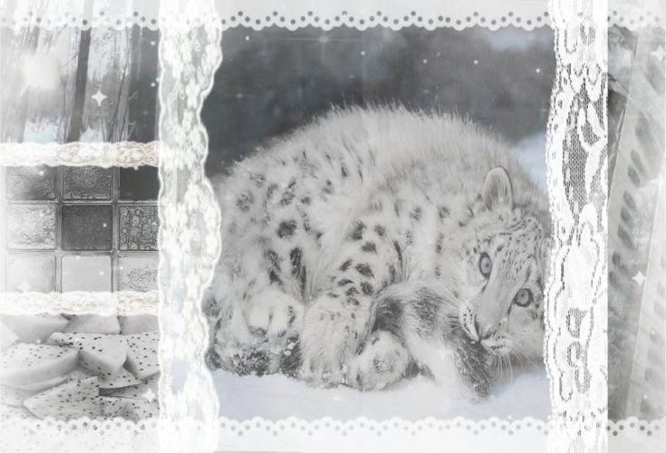snowleopard